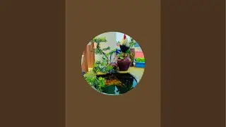 AnimalWord bao wiphi đ&oacute; bộ