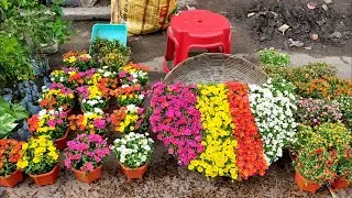 Galiff Street Flower Plants Market Visit || Biggest Flower Plants Market In Kolkata