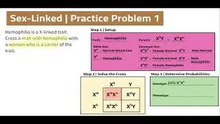 Unit 4.2 | Level 6 - Sex Linked Cross