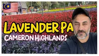 CAMERON LAVENDER PARK | What's Inside MALAYSIA&rsquo;S Most INSTAGRAMMABLE Spot 🇲🇾