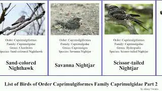 List of Birds of Order Caprimulgiformes Family Caprimulgidae Part 2 nightjar nighthawk Poorwill