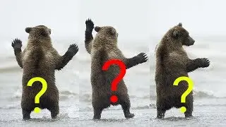 Try Not To Laugh Watching Funny Animals Compilation | Funniest Animals Video 2019