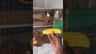 Corn for birds #viral #birds #breedingpair #like #parrot #roosterfarm #pets #cockatiel #breeding