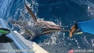 Marlin Catch And Release in Cabo