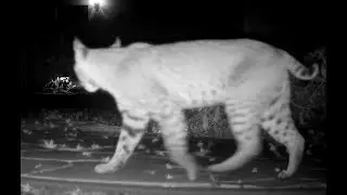 Bobcat and Fox Woodside California
