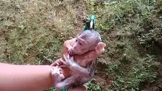 MEMBIASAKAN BABY MONPAI MANDI AIR DINGIN 🐒