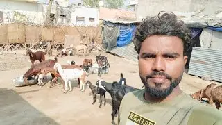 🙏🙏Bakriyon ke liye 🤩🤩rabdi banai 🐐🐐