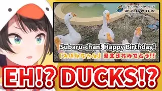 Subaru Gets Celebrated by Her Real Duck Friends [Hololive/Eng sub]