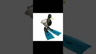 cuack