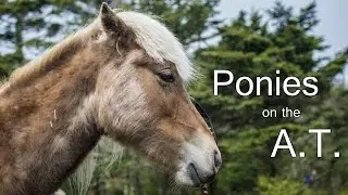 Ponies on an Appalachian Trail Thru Hike!