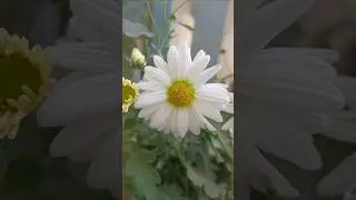 See Chrysanthemum Up Close || Home Gardening #homegardening #flowers #chrysanthemum #daisy