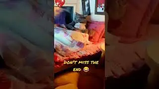 Romantic cat video.💖❤️ don't miss the end.#catromance#shorts