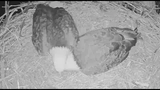 Excel/Fort St Vrain~Ma & Her New Friend Are Being Night Owls Tonight-Late Night Nest Visit_1.29.26