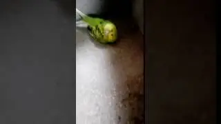 Egg Binding Symptoms In Birds