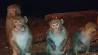 🐒🐒🐒🐒🐒🐒🐒🐒