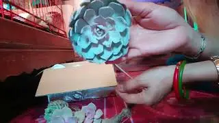 Murang Succulent From Atok benguet