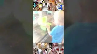 9 Bored cats having a day off - a 9 Cat Lives special