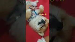 Oscar la oynak