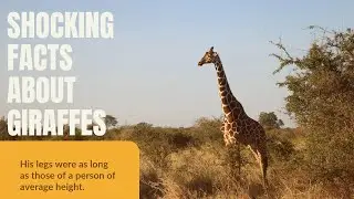 Facts you didn't know about Giraffes