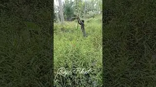 MIKAT BURUNG KEPODANG MENGGUNAKAN JARING 🔴