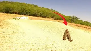 Chipk Gya Snake Skin Harvesting Time  Full Village Desi || पाकिस्तान में ग्रामीण जीवन