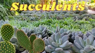 Succulents in Wholesale Price | Premium Succulents | Succulents Starting from only Rs50 Plants World