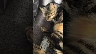 My Cat soaking up the Sun #catsleeping #cats #catnap #sunshine #smellycat