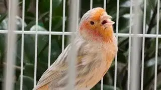 mastering canary bird singing song / spectacular full speed