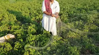 Quail Hunting With Net In Pakistan | Part 35 | Fateh Jang Tv