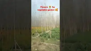 Flowers 🌻 for vegetable garden 🥰 # shorts# YouTubeshorts # shorts feed #flowers 🌻# travel # Virals