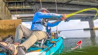 GIANT SHEEPSHEAD were Everywhere **NEVER SEEN THIS BEFORE!**
