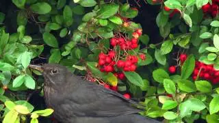 Blackbird loves Pyracantha berries