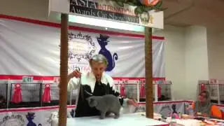 Adorakatz Aston Johnny of Proventus@BEST KITTEN