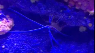 SPIDER FISH