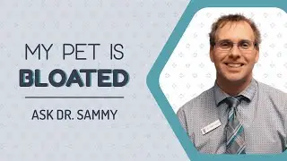 My Pet Is Bloated | Eastwood Animal Clinic
