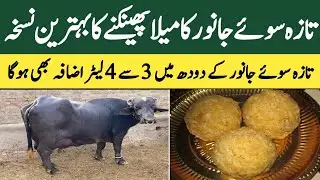 Taza sui gaye bhains ka mela phainknay or doodh barhanay ka tarika