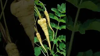 What is Water Hemlock? The Most Lethal Plant in North America