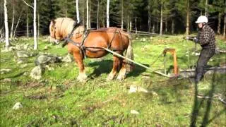 skogskörning med ardennerhingst