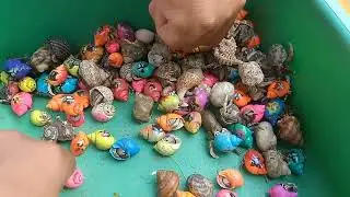SERU SEKALI...!!! Mencari ikan buntal dan kerang di laut, kelomang, ikan laut, belut, siput