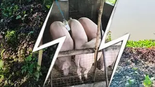 Pig & Vegitable Farming, Natural Farming. Low Investment Big profit