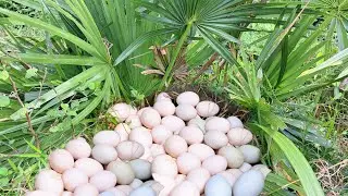 oh amazing! pick up lots of duck eggs on the nest under the trees pick by best hand