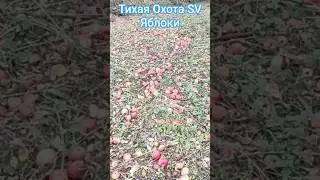 Яблоки в Посадке Зашёл Собрать Себе. Тихая Охота. 21.10.2025. #4k #video #активный отдых #хобби