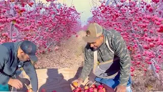 No an podido acabar la cosecha estos Amigos 🍎🇺🇸 #trabajo #agricultura #estadosunidos #mexicanos 