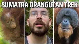 Sumatra Orangutan Trekking