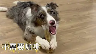 边牧小芝麻的肉骨头