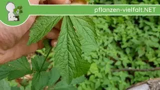 Echte Nelkenwurz - Blatt/Bl&auml;tter - 14.05.18 (Geum urbanum) - Essbare Wildpflanzen bestimmen