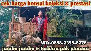 Cek harga bonsai koleksi pak yamani super jumbo bonsai terbaru 📲0858-2395-8276