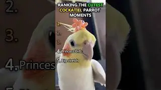 Ranking The Cutest Cockatiel Parrot Moments