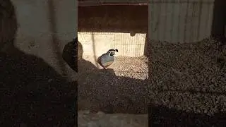 California Quail khubsurat betair colorful bird #beautifulbirds #chakur #teetar #pets #quail #fancy