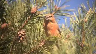 Scottish Crossbill in the Cairngorms